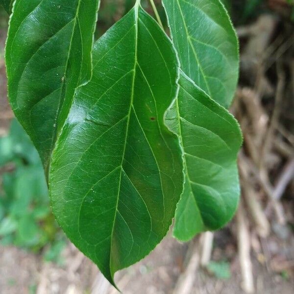 Casearia decandra Leaf