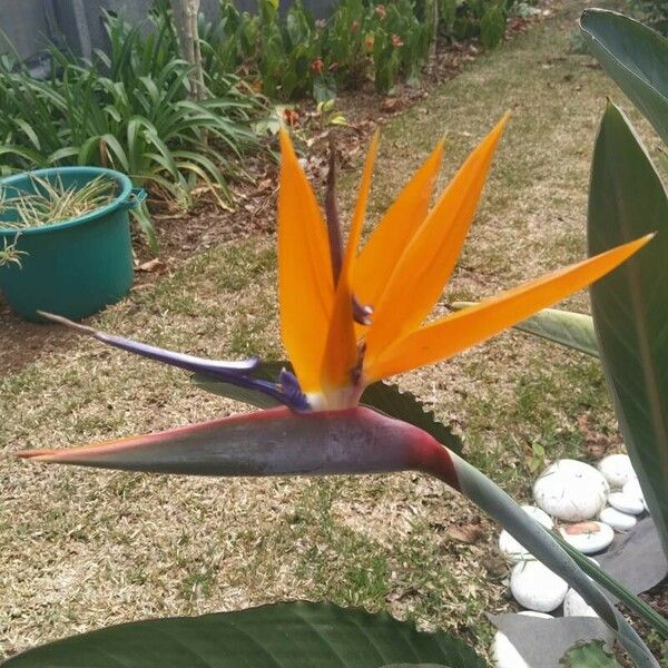 Strelitzia reginae Цвят