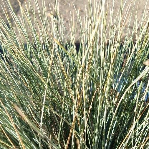 Festuca glauca List