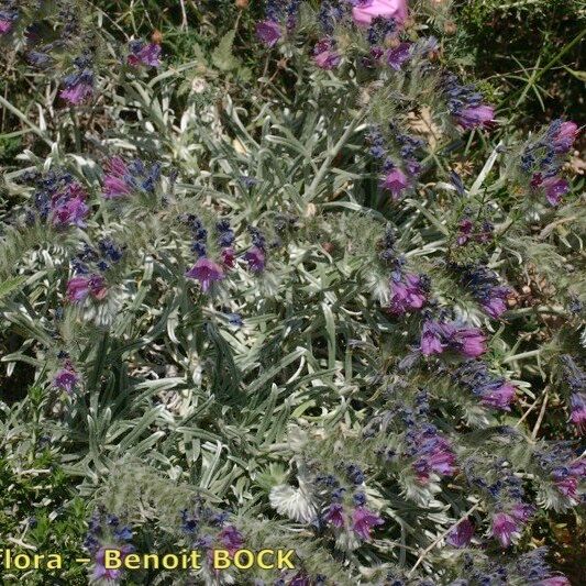 Echium albicans Hábito