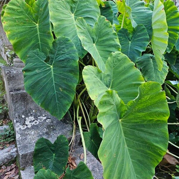 Colocasia esculenta Leaf