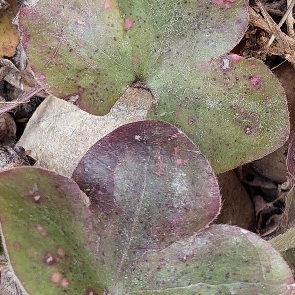 Hepatica nobilis Leaf