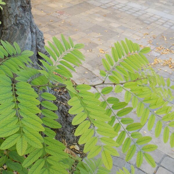 Robinia pseudoacacia পাতা