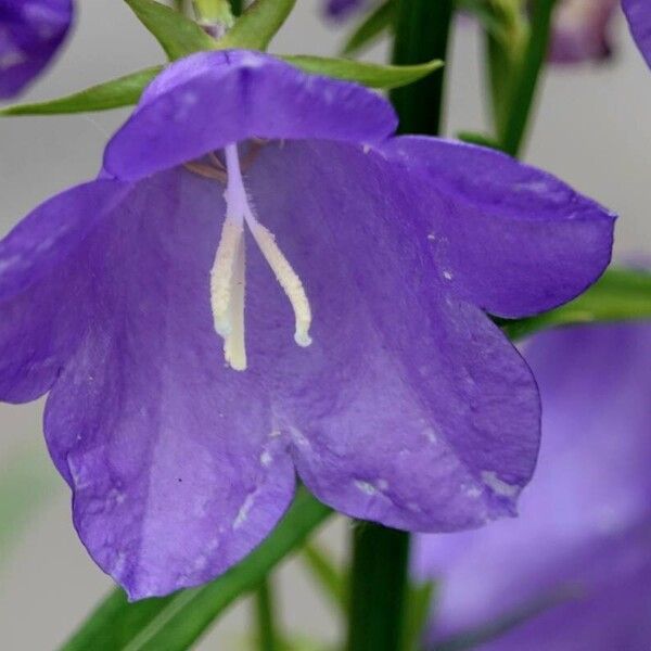 Campanula persicifolia Flower