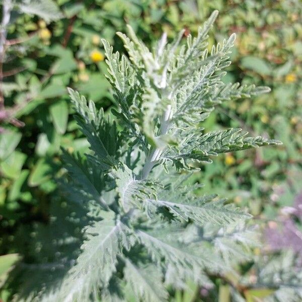 Artemisia pontica Hoja