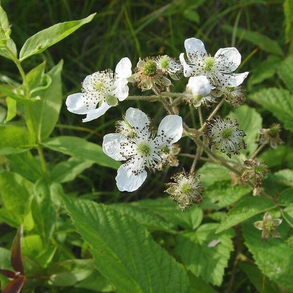 Rubus allegheniensis Λουλούδι