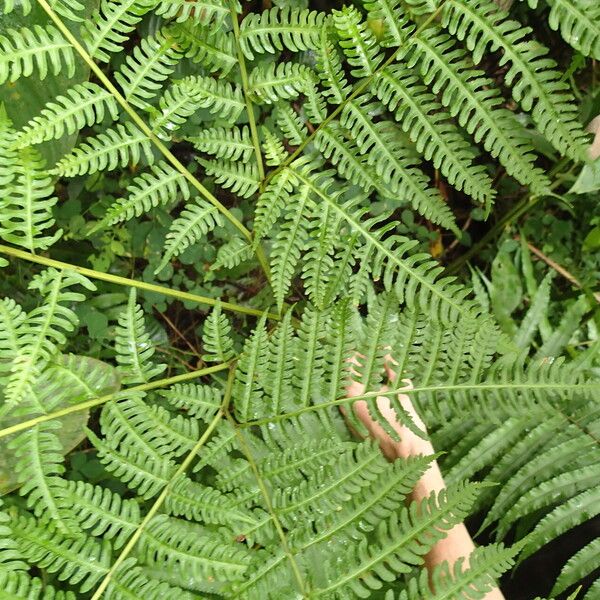 Pteris tripartita Hostoa