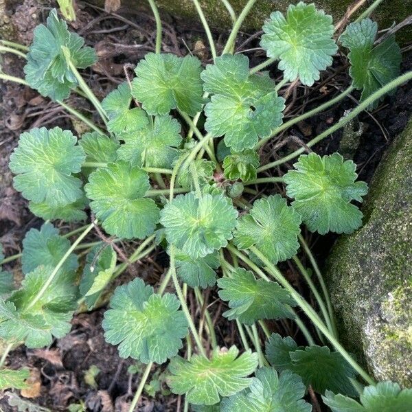 Geranium molle Leaf