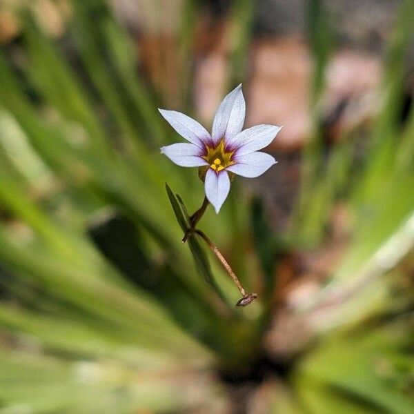 Sisyrinchium angustifolium Цветок