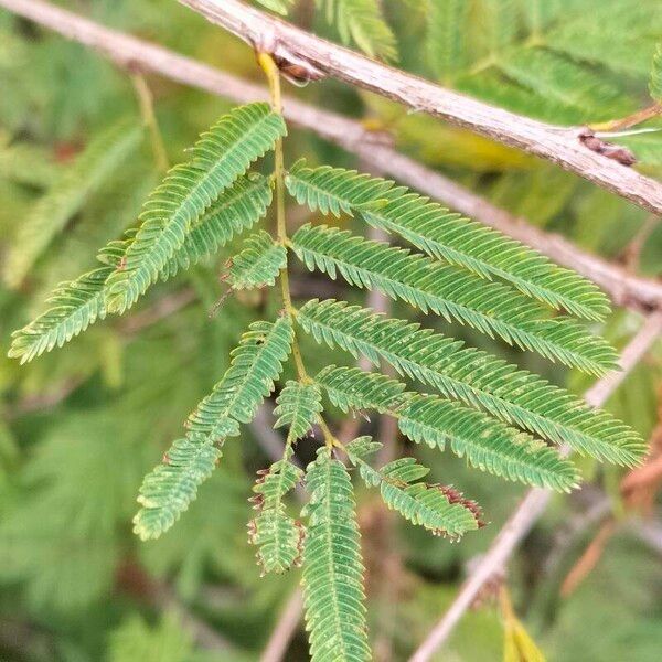 Calliandra surinamensis Fulla