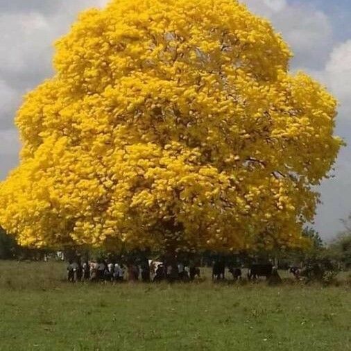 Tabebuia aurea Hábitos