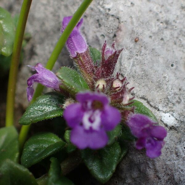 Clinopodium alpinum Floro