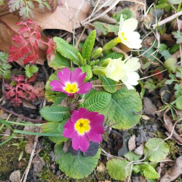 Primula vulgaris Flower