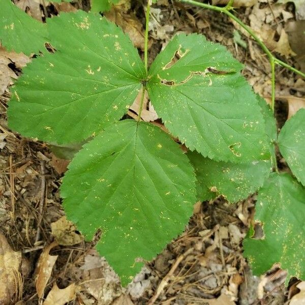 Rubus occidentalis 葉