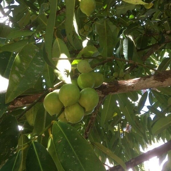 Garcinia cochinchinensis Gyümölcs