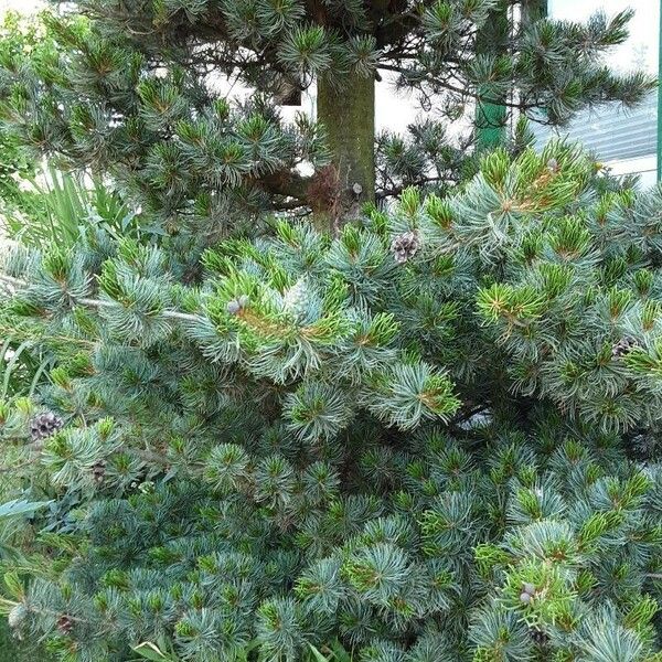 Pinus parviflora Elinympäristö