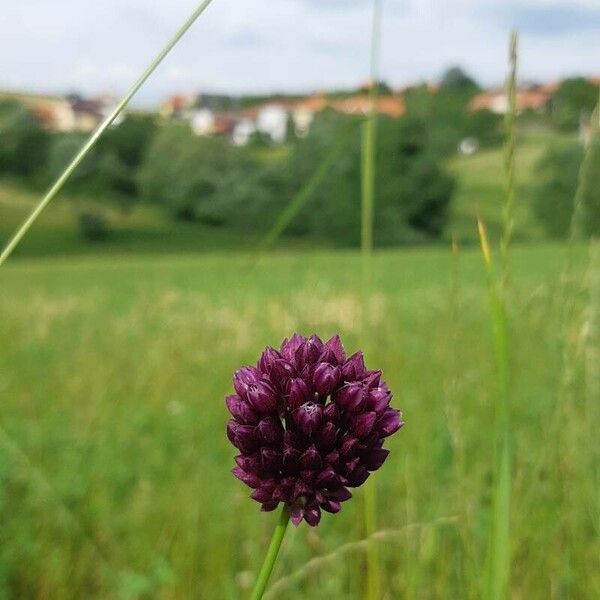 Allium rotundum 花