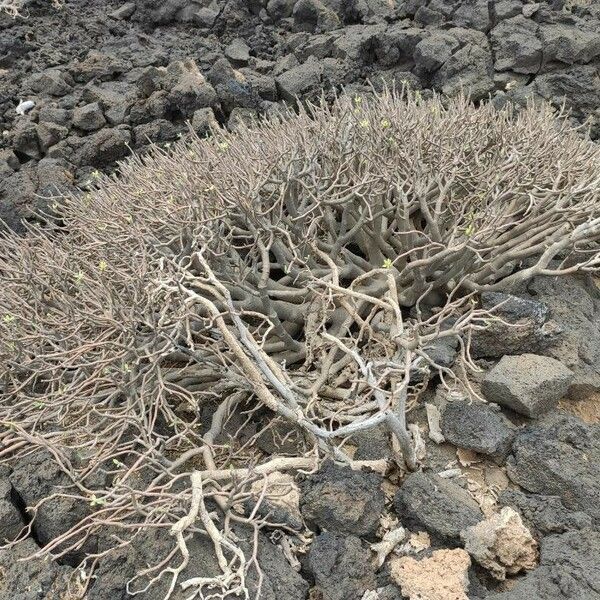 Euphorbia balsamifera Habitus