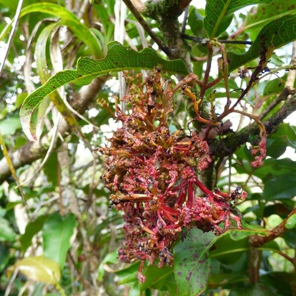 Syzygium cymosum Flower