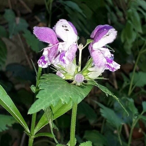 Lamium maculatum Flor