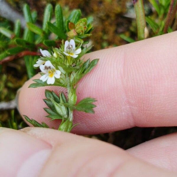 Euphrasia stricta Květ