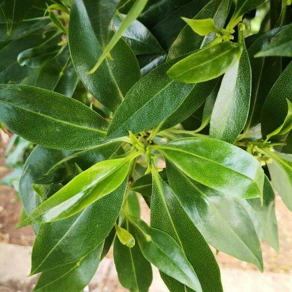 Myoporum laetum Leaf