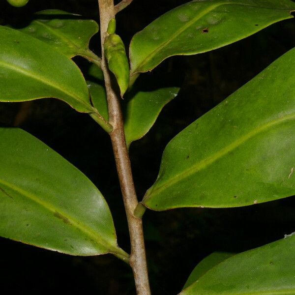 Souroubea sympetala Fruit