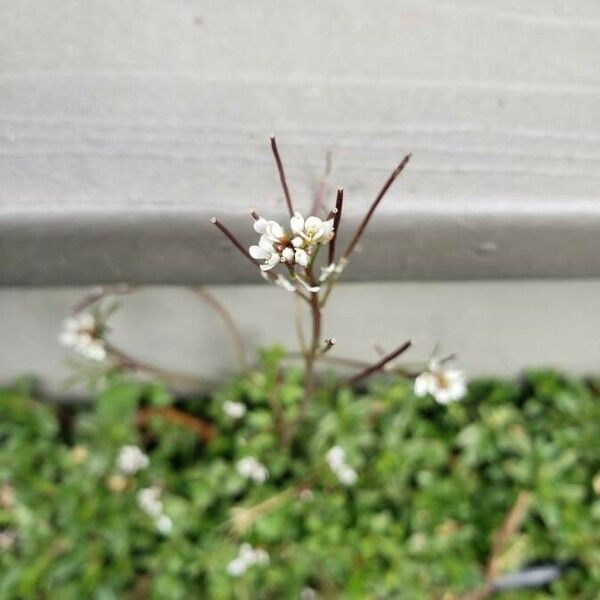 Cerastium fontanum പുഷ്പം