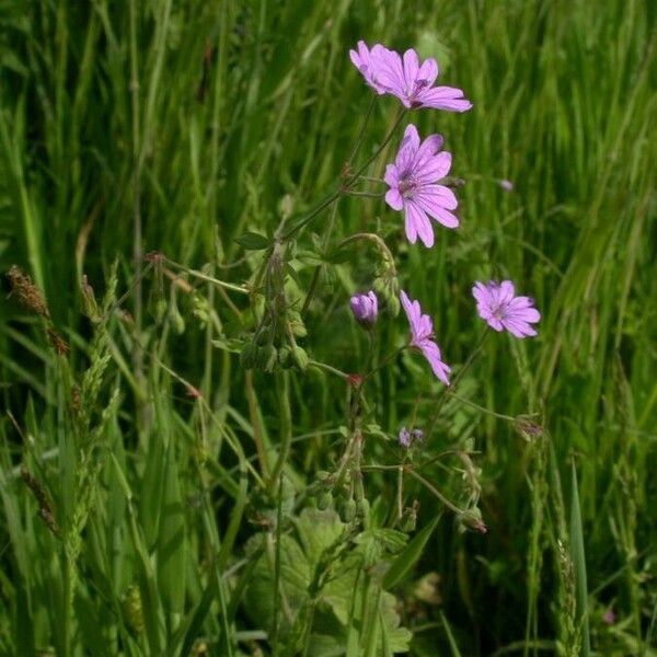 Geranium molle Hábito