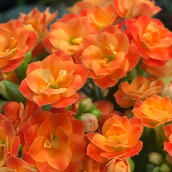 Kalanchoe blossfeldiana Flor