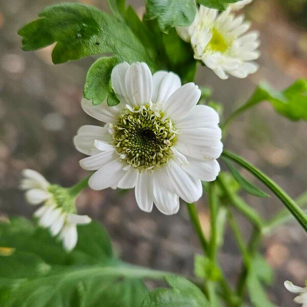 Tanacetum parthenium Flower