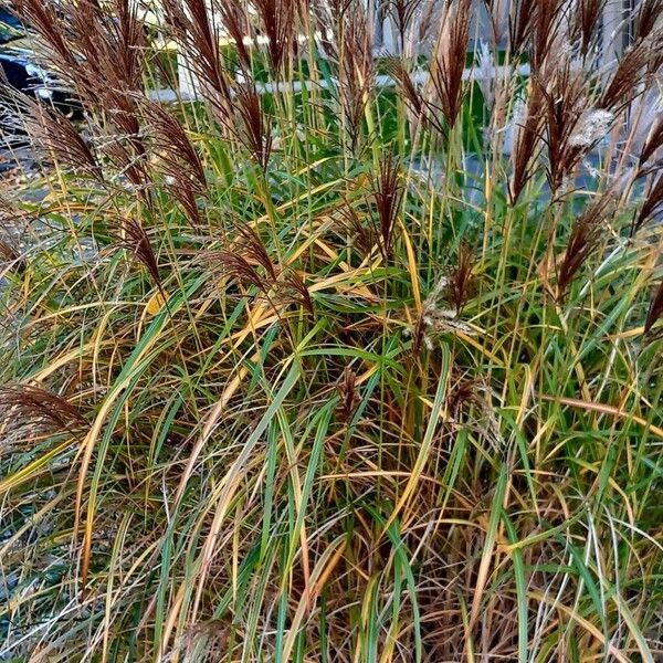 Miscanthus sacchariflorus Blomma