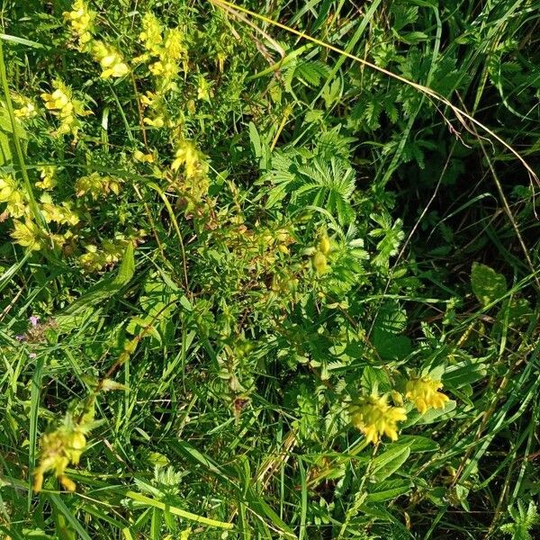 Rhinanthus minor Flower