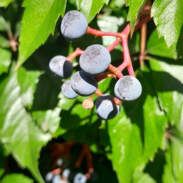 Parthenocissus inserta Ffrwyth