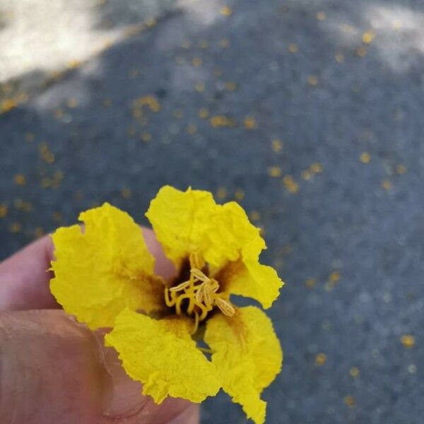 Peltophorum pterocarpum Flower