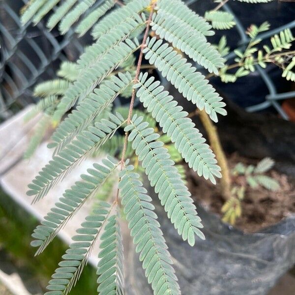 Calliandra houstoniana Fulla