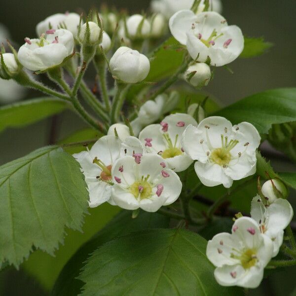 Crataegus coccinea Flower