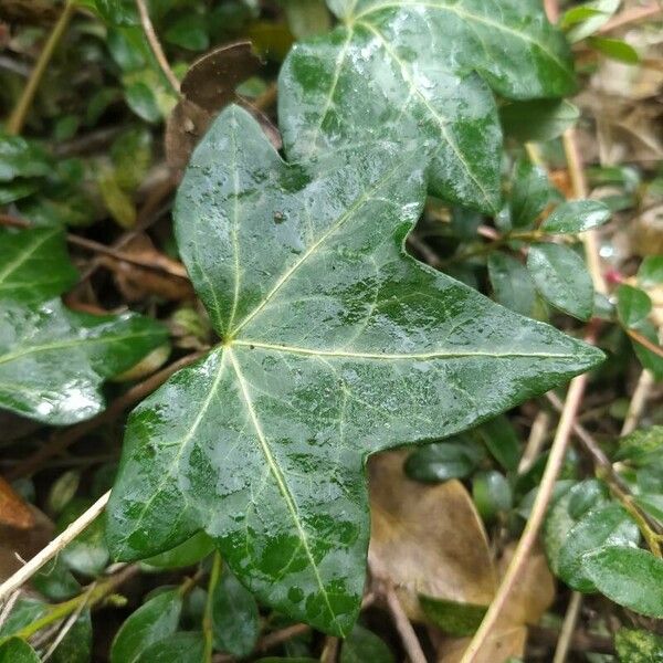 Hedera hibernica Leaf