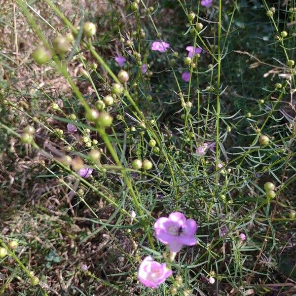 Agalinis purpurea 花