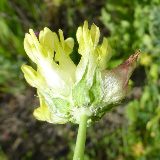 Trifolium fucatum Blodyn