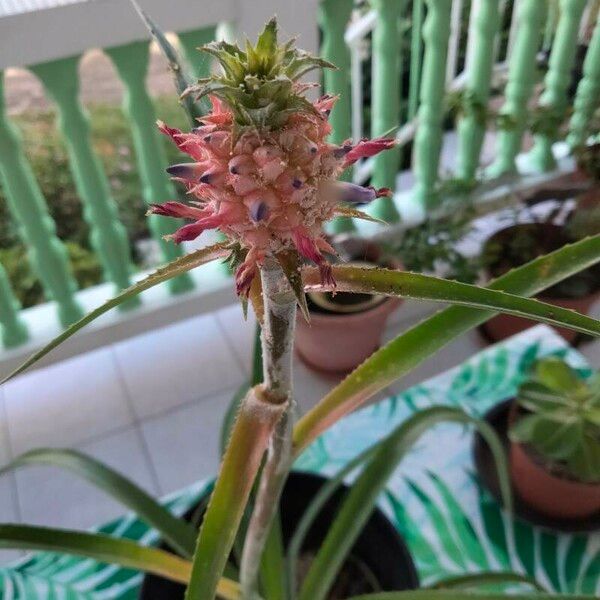 Ananas comosus Flower