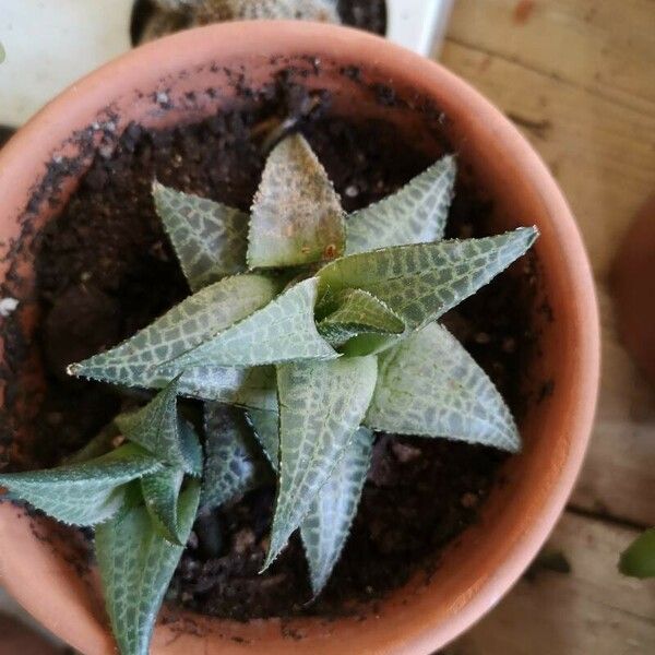 Haworthiopsis venosa Leaf