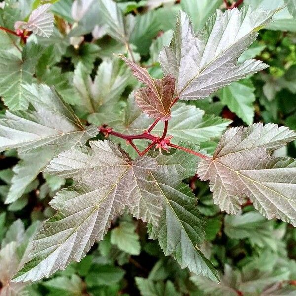 Physocarpus opulifolius Folio