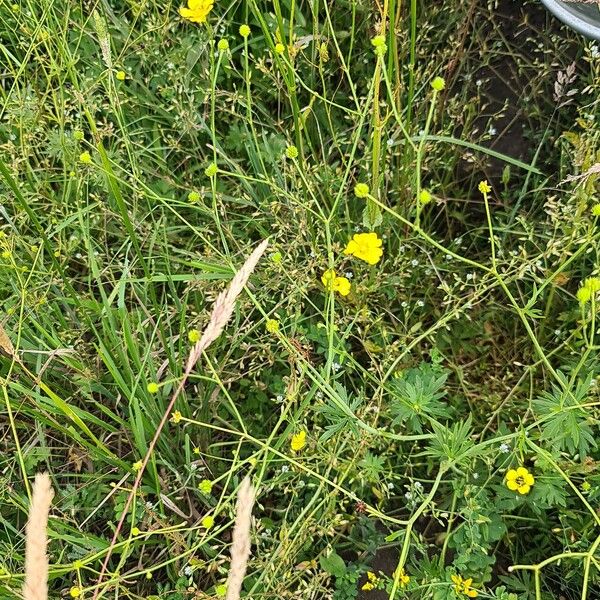 Ranunculus multifidus Blomma