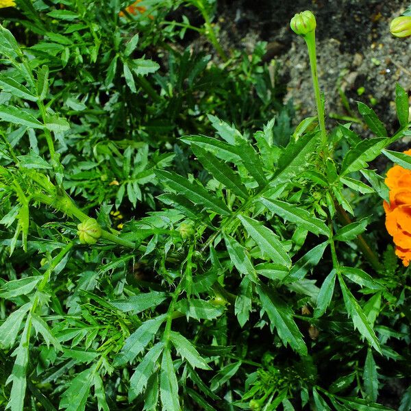 Tagetes erecta Folha