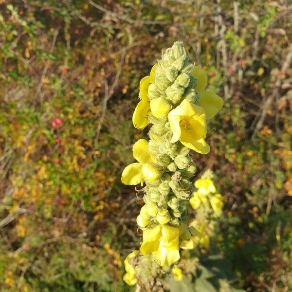 Verbascum densiflorum Floro