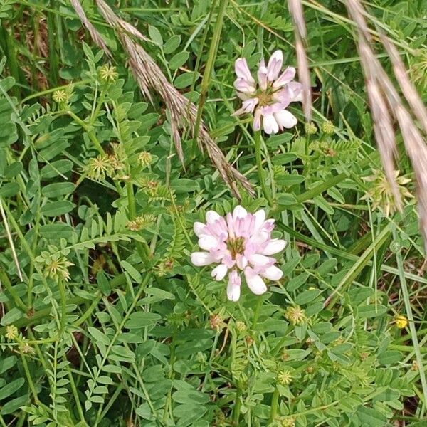 Coronilla varia موطن