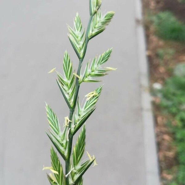 Lolium multiflorum Flower