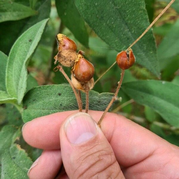 Cistus symphytifolius Fruit