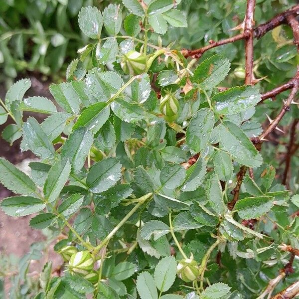 Rosa spinosissima Liść